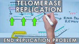 Telomerase Replication in Eukaryotes  End Replication