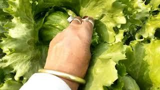 HOW TO MAKE A PERFECT BALL OF ICEBERG LETTUCE