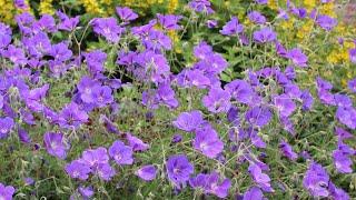 Geranium cranesbill Rozanne - FarmerGracy.co.uk