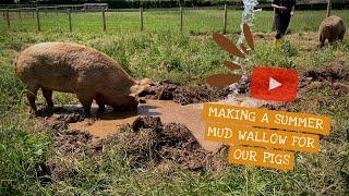 How we create a summer mud wallow for our pigs 