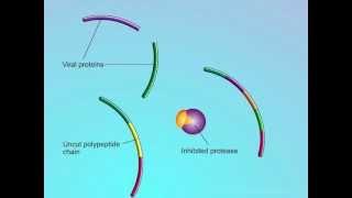 HIV Mechanisms of Action of Protease Inhibitors PIs