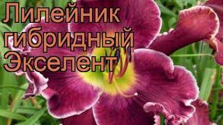 Лилейник гибридный Экселент hemerocallis  Экселент обзор как сажать рассада лилейника Экселент