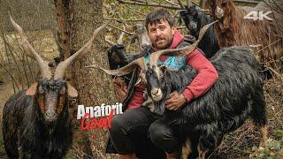 Relatives of Mountain Goat Anaphorite Goats  Documentary ▫️4K▫️