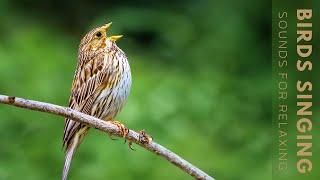 Birds Singing - Relaxing Natural Bird Sounds Birds Singing Without Music Chirping Birds Relax