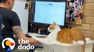 Mom Gets Jealous When Her Cat Only Wants To Spend Time With Her New Boyfriend  The Dodo
