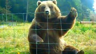 HILARIOUS Bears Being Silly  