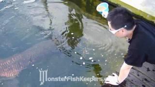 Feeding Arapaima Gigas  Max Koi Farm  MonsterFishKeepers.com  HD Quality  Part 22