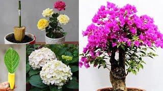 Growing Bougainvillea With Bananas For Amazing Flower Pots