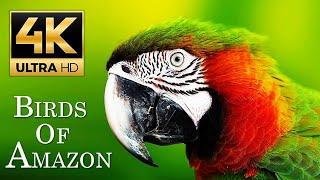 Amazon Rainforest Birds 4K - Exotic Amazon birds sounds with Names  Tropical bird species of Amazon