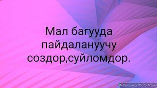 N°52.Мал багууга тиешелуу создор.