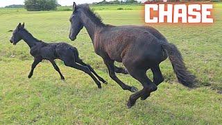 Yfke is being chased. Thats mean Reintje say something about it Friesian Horses