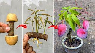New Technique Using Potatoes Stimulates Mango Roots To Grow Super Fast So The Tree Bears More Fruit