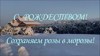 С РОЖДЕСТВОМ Сохраняем розы в морозы. Питомник растений Е. Иващенко