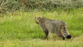 European wildcat hunts mouse. Europäische Wildkatze jagd Maus.  Eifel Germany