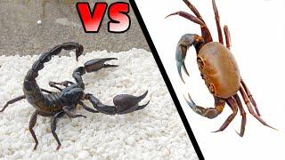 When a hungry scorpion meets a ferocious crab Who is more powerful?