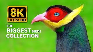 8K Ultra HD The Biggest Birds Collection  Stunning Bird Footage