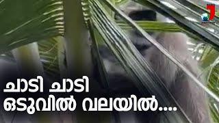 ചാടി ചാടി ഒടുവില്‍ വലയില്‍....I Watch Hanuman monkey captured after escape from TVM Zoo