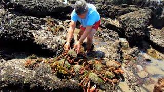 COASTAL FORAGING -- MY BIGGEST EVER HAND CAUGHT BLUE LOBSTER  SPIDER CRABS AND PRIME SUMMER PRAWNS