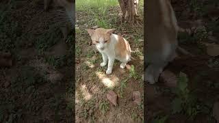 Kucing muntah  #videoshorts #cat #catlover