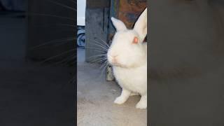 i love you rabbit  #rabbit#youtube short#viral#trending#short feed#short