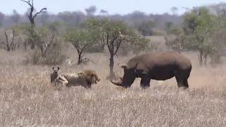 15 Incredible Moments When Lions Were Attacked While Hunting