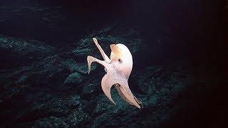 Dumbo Octopus Photobombs Seafloor Survey  Nautilus Live