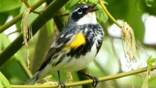 Yellow rumped warbler bird call  song  sound