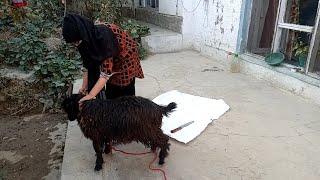 woman butcher goat Miss Laila routine