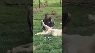 Heroic Tiger Saves Man From Leopard Attack  ️ #shorts #save