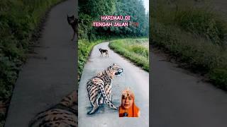 HARIMAU DI TENGAH JALAN‼️ #shorts