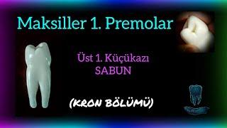 Maksiller 1. Premolar 14 numara Diş Yapımı  KRON