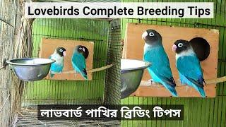 Lovebirds Complete Breeding Tips