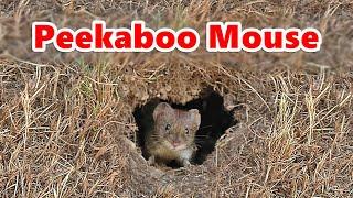 Cat TV  Peekaboo Mouse ⭐ 10 HOURS ⭐ The Ultimate Videos for Cats  Catflix