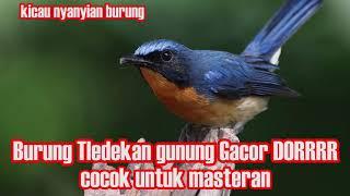 Tledekan Gunung Rewel Banget Gacor Doorr... masteran burung