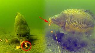 Best carp underwater fishing compilation 2020 High quality