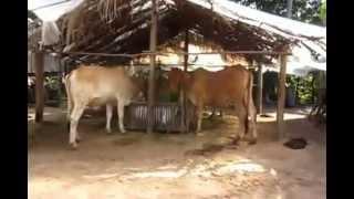 Cambodian Life News Khmer News Today Dec 2014 Cambodian Family Farming Cows