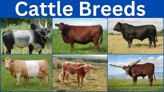 Most Beautiful Cattle Breeds  Cattle Breeds From Every Countries