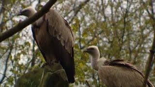 Gay Vulture Couple Adopts Egg After It Was Abandoned By Mom