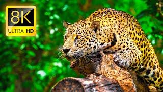 Ultimate Wild Animals Collection in 8K ULTRA HD  8K TV