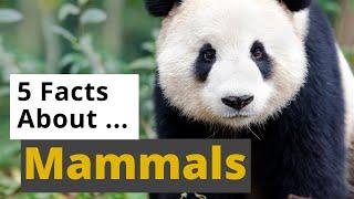 All About Mammals   - 5 Interesting Facts - Animals for Kids - Educational Video