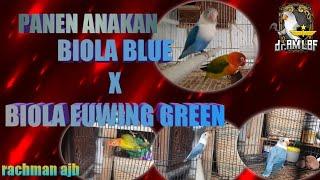 PANEN ANAKAN BIOLA BLUE X BIOLA EUWING GREEN  dr. AM LBF