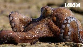 The Incredible octopus that can walk on dry land  The Hunt - BBC