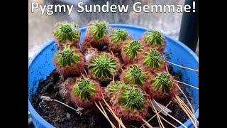 Pygmy Sundew Gemmae