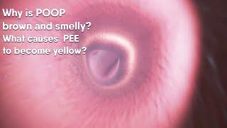 Why is poop brown and smelly?What causes the urine to become yellow?