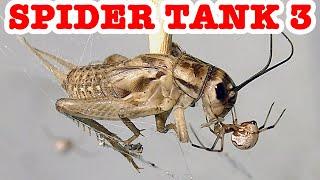 Redback Spider Tank 3 Cricket Feast Alpha Male Spider EDUCATIONAL VIDEO Part 10