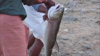 സൂപ്പർ മീൻപിടുത്തം - പൊന്നാനി അഴിമുഖം KERALA FISHING - Best Fishing Video Fishing with Hook
