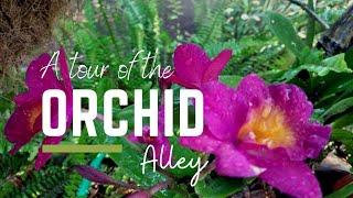 A Walk Through The Orchid Alley  Whats in my Garden Episode 4