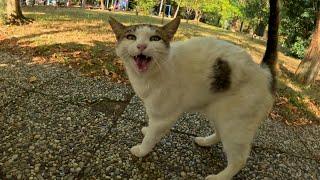 Wholesome meeting of a stray cat and a human after one week