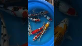 ฟาร์มลับ ปลาสวยแบบจุกๆ  #koi #koifish #ปลาคาร์ฟ