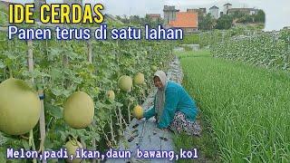 Ketika Melon Di Tumpang Sari Dengan Berbagai Macam Jenis Tanaman